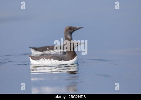 Deux Murres communes (Uria aalge) en interaction, assis sur l'eau, avec un fond bleu en Bretagne, France. Banque D'Images