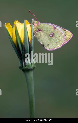 Jaune trouble pâle, Colias hyale Banque D'Images