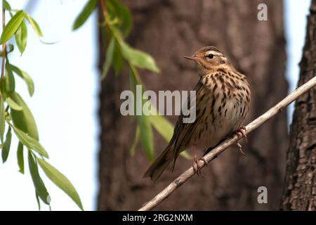 Pipit à dos d'olive (Anthus hodgsoni), vue de face d'un oiseau perché sur une branche sèche au printemps, Chine. Banque D'Images