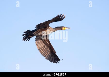 Grand Cormoran immature en vol près de la colonie Banque D'Images