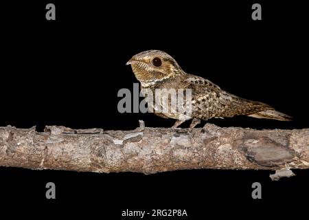 Veuve de Chuck-Will adulte, Antrostomus carolinensis) perchée sur une branche dans la nuit dans le comté de Miami-Dade, Floride, États-Unis, au printemps. Banque D'Images