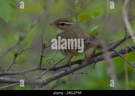 Paruline de Radde (Phylloscopus schwarzi) perchée sur un buisson épineux. Happy Island, Chine Banque D'Images