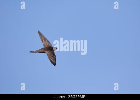 Swift commun adulte, (Apus apus), sous-espèce apus, volant contre un ciel bleu comme arrière-plan, en Bretagne, France. Banque D'Images