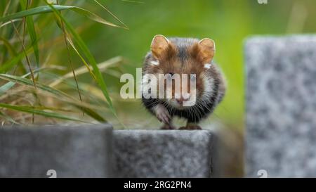 Hamster commun femelle adulte (Cricetus cricetus) face de course à Friedhof Wien Meidling, Vienne, Autriche. Banque D'Images