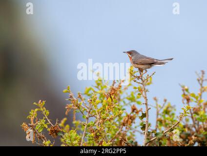 Paruline subalpine mâle orientale (Curruca cantillans albistriata) sur l'île grecque Lesbos. Banque D'Images