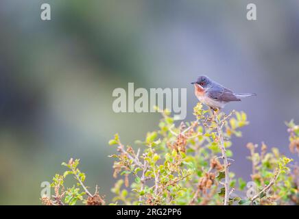 Paruline subalpine mâle orientale (Curruca cantillans albistriata) sur l'île grecque Lesbos. Banque D'Images