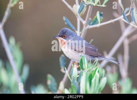 Paruline subalpine mâle orientale (Curruca cantillans albistriata) sur l'île grecque Lesbos. Banque D'Images