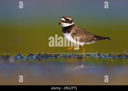 Pluvier annelé commun adulte, Charadrius hiaticula, en Italie. Banque D'Images