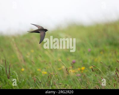 Swift commun (Apus apus) aux pays-Bas. En vol au-dessus d'une prairie pleine de fleurs printanières. Chasse aux insectes. Banque D'Images