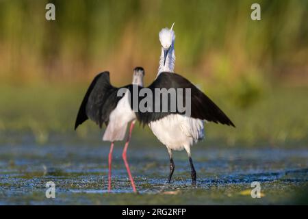 Little Egret (Egretta garzetta), adulte face à un stilt à ailes noires, Campanie, Italie Banque D'Images