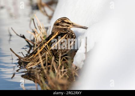 Un Jacksnipe (Lymnocryptes minimus) se met à couvert le long d'un bord couvert de neige et d'herbe d'un ruisseau. L'hiver offre des occasions uniques de voir th Banque D'Images