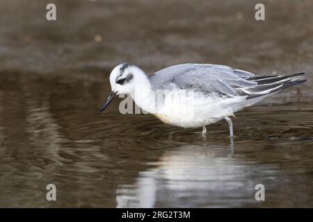 Un phalarope gris (Phalaropus fulicarius) offre des vues étonnamment rapprochées tout en se nourrissant dans le vaste réseau de ruisseaux brakkish The Slufter on Texel is Banque D'Images