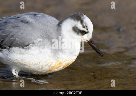 Un phalarope gris (Phalaropus fulicarius) offre des vues étonnamment rapprochées tout en se nourrissant dans le vaste réseau de ruisseaux brakkish The Slufter on Texel is Banque D'Images