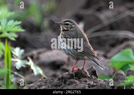 Pipit à dos d'olive (Anthus hodgsoni), vue latérale d'un oiseau debout sur le sol au printemps, Chine. Banque D'Images