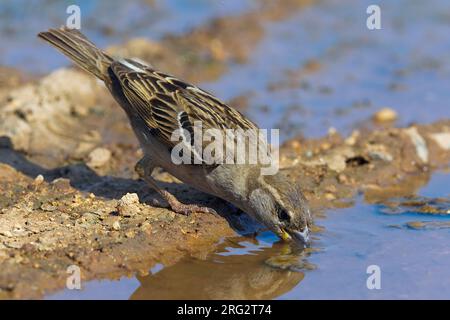 Huismus vrouwtje drinkend ; House Sparrow potable femelle Banque D'Images