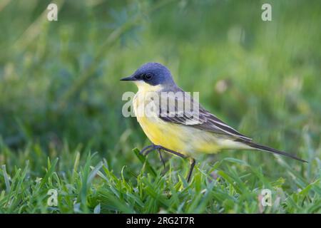 Bergeronnette printanière-gris - Nordische Schafstelze - Motacilla flava ssp. thunbergi, l'Allemagne, l'homme adulte Banque D'Images