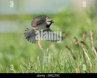 Fourrage adulte femelle Moineau domestique (passer domesticus) avec des insectes (Crane Fly) dans son bec volant bas au-dessus de la sauterelle à la recherche d'insectes pour nourrir h. Banque D'Images