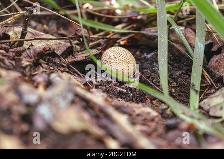 Vue à angle élevé d'un champignon Lycoperdon giganteum (alias Giant Puffball). Espace de copie. Banque D'Images