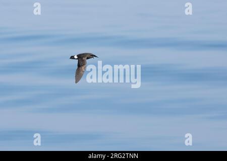 Pétrel de tempête européenne (Hydrobates pelagicus), sous-espèce melitensis, volant, avec la mer calme comme toile de fond, dans le sud de la France. Banque D'Images