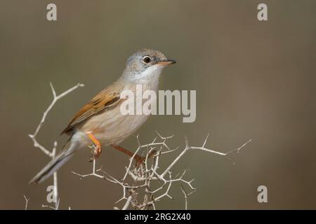 Paruline à lunettes - Brillengrasmücke - Sylvia conspicillata conspicillata ssp., Maroc, 2e homme cy Banque D'Images