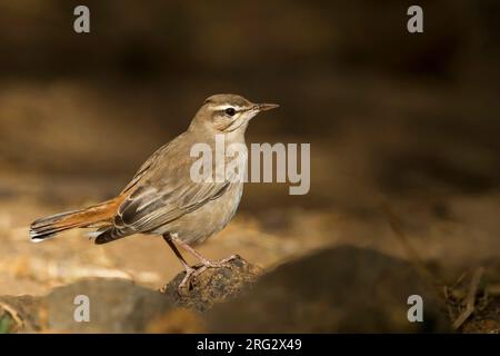 Le Bush-Chat - Heckensänger - Cercotrichas galactotes ssp. familiaris, Oman Banque D'Images