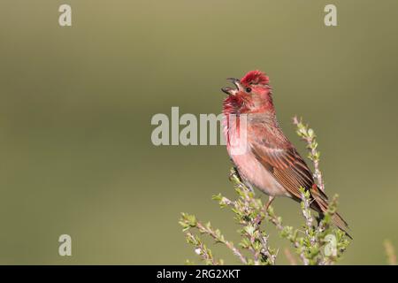 Common Rosefinch - Karmingimpel - Carpodacus erythrinus ssp. ferghanensis, du Kirghizistan, de l'homme adulte Banque D'Images