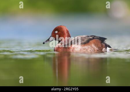 Fuligule nyroca - Aythya nyroca Moorente -, l'Allemagne, l'homme adulte Banque D'Images