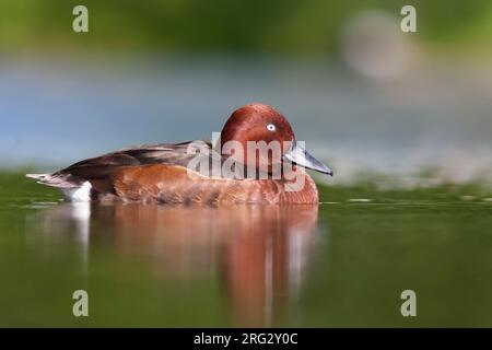 Fuligule nyroca - Aythya nyroca Moorente -, l'Allemagne, l'homme adulte Banque D'Images