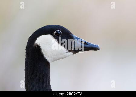 - Bernache du Canada - Branta Kanadagans canadiensis ssp. canadiensis, Allemagne Banque D'Images