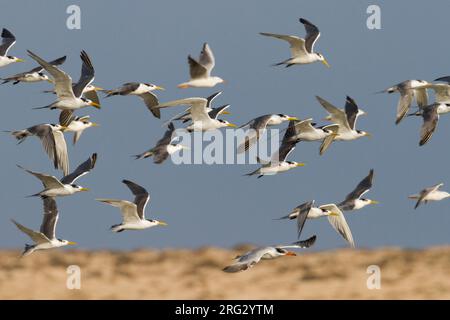 Plus de Crested Tern - Eilseeschwalbe - Thalasseus bergii velox, Oman, avec la Sterne caspienne Banque D'Images