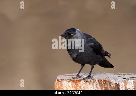 - Jackdaw Dohle - Corvus monedula ssp. monedula, Allemagne, des profils Banque D'Images