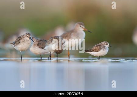 Peu de passage - Zwergstrandläufer - Calidris minuta, Oman, avec Curlew Sandpiper Banque D'Images