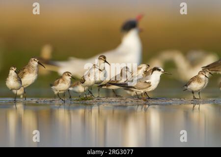 Peu de passage - Zwergstrandläufer - Calidris minuta, Oman, avec la Sterne de Saunders, Curlew Sandpiper et Sterne caspienne Banque D'Images