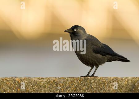 - Jackdaw Dohle - Corvus monedula ssp. monedula, Allemagne, des profils Banque D'Images