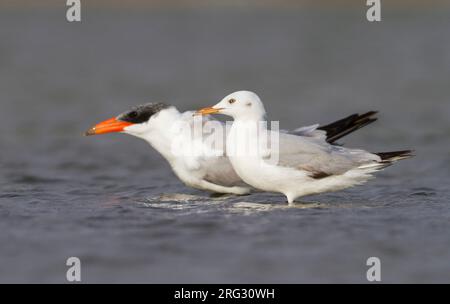 Slender-billed Gull - Larus genei, Dünnschnabelmöwe - Oman, 1e hiver avec Sterne caspienne Banque D'Images