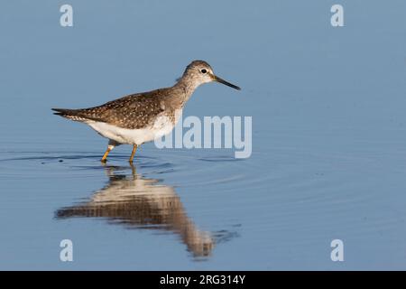 Lesser Yellowleg, Kleine Geelpootruiter, Tringa flavipes, Grande-Bretagne, adulte Banque D'Images