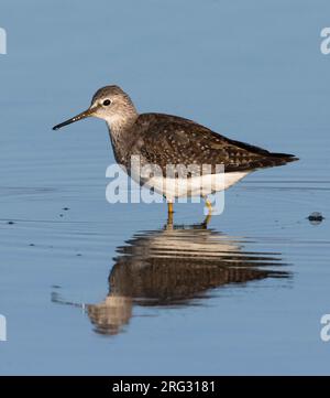 Lesser Yellowleg, Kleine Geelpootruiter, Tringa flavipes, Grande-Bretagne, adulte Banque D'Images