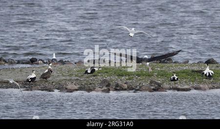 Vue arrière de l'albatros brun noir (Thalassarche melanophris) de l'atterrissage dans le troupeau d'Eiders communs à Sylt, Allemagne Banque D'Images