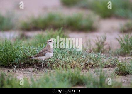 Kaspische ; Plevier Caspian Plover Charadrius asiaticus ; Banque D'Images