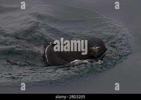 Razorbill (Alca torda), adulte nageant en Norvège arctique Banque D'Images