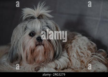 Chien Shih tzu allongé sur le canapé Banque D'Images