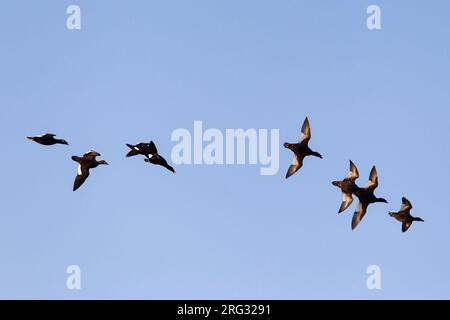 Scoter asiatique à ailes blanches (Melanitta stejnegeri) en vol en Mongolie. Aussi connu sous le nom de Stejneger's Scoter. Banque D'Images