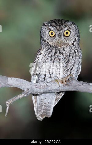 Chuckered Screech-Owl (Megascops trichopsis) en Amérique du Nord. Banque D'Images