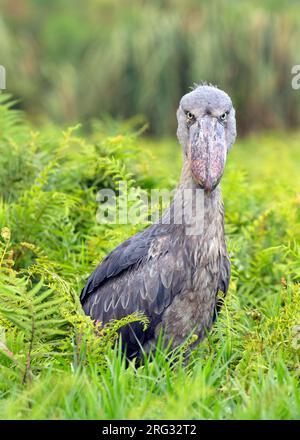 Bec de chaussure adulte (Balaeniceps rex) regardant dans la caméra. Debout dans un marais en Ouganda. Banque D'Images