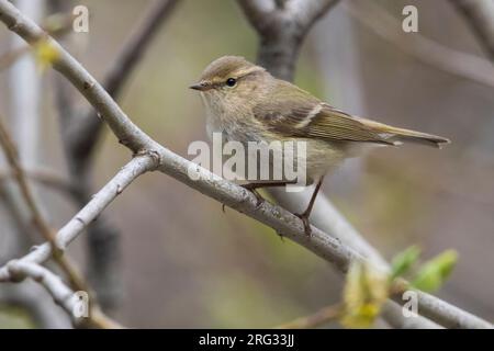 Bladkoning Humes, Hume's Warbler Phylloscopus humei feuilles, Banque D'Images
