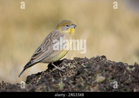 Une femelle à ronce jaune (Sicalis uropigyalis uropigyalis) à Salinas, Arequipa, Pérou. Banque D'Images