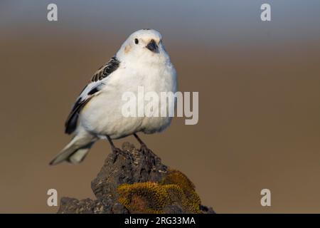 Bandoulière islandaise (Plectrophenax nivalis insulae) en plumage d'été sur l'Islande. Banque D'Images