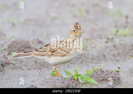 Veldleeuwerik, Eurasian Skylark, Alauda arvensis blason latéral femelle adulte érigé Banque D'Images