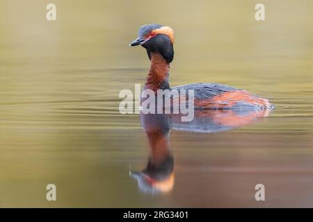 Grebe de Slave adulte (Podiceps auritus) en plumage estival sur le lac en Islande. Aussi connu sous le nom de Horned Grebe. Banque D'Images