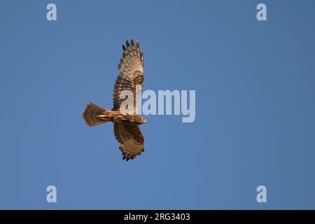 Femelle Eastern Marsh Harrier (Circus spilonotus) en vol contre le ciel bleu au-dessus de la steppe mongole Banque D'Images